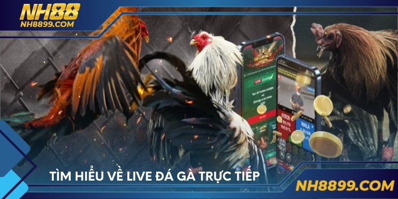 Tìm hiểu về live đá gà trực tiếp